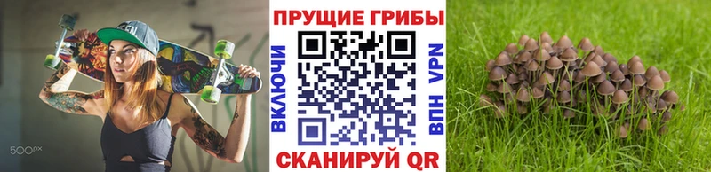 цена   Медынь  Псилоцибиновые грибы прущие грибы 